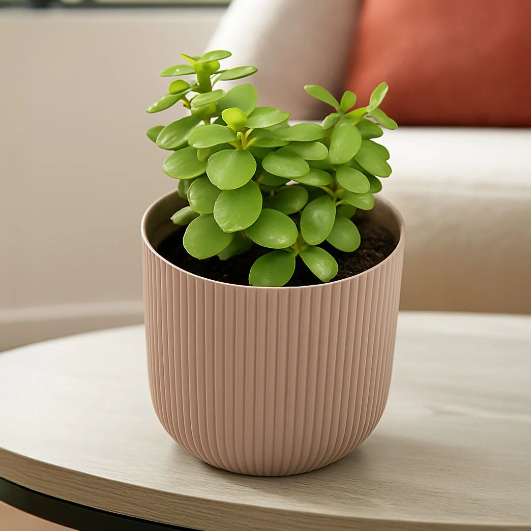 Indoor Jade Plant with Textured Pot - Image 3